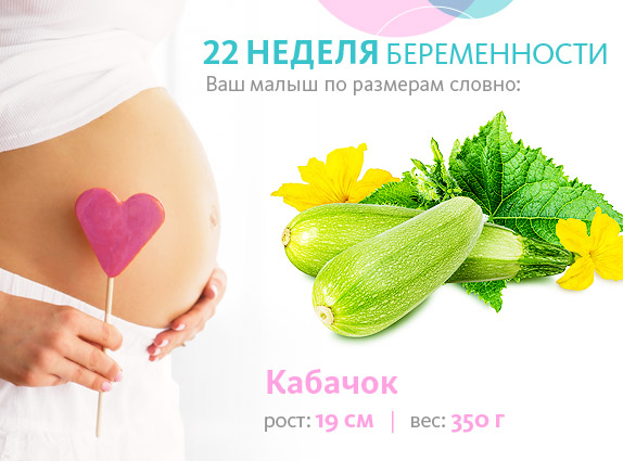 Беременность 22 недели