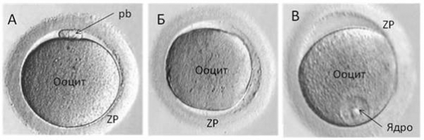 Качество эмбрионов для переноса