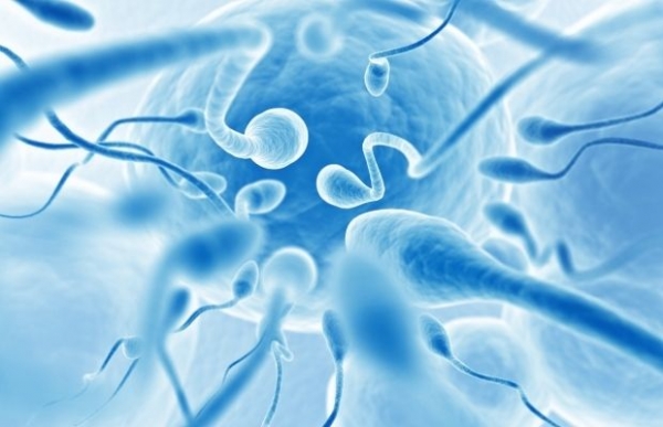 Как и когда происходит имплантация эмбриона