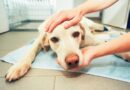 Какая смертельная доза Парацетамола для собаки?