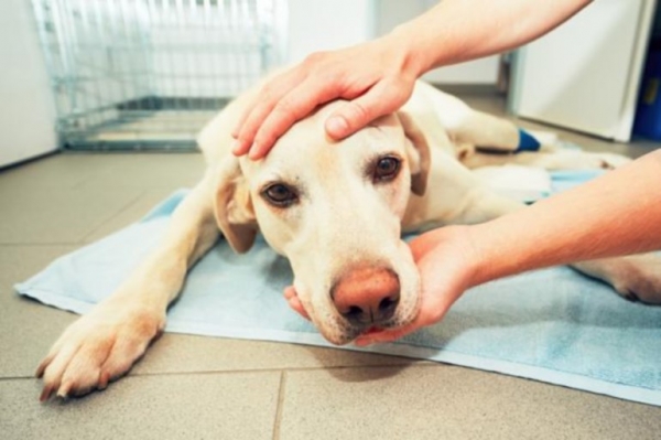 Какая смертельная доза Парацетамола для собаки?