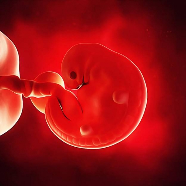 Развитие эмбриона по неделям беременности