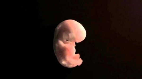 Развитие эмбриона по неделям беременности
