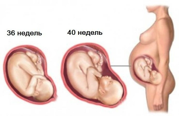 Сколько недель в 9 месяцах беременности